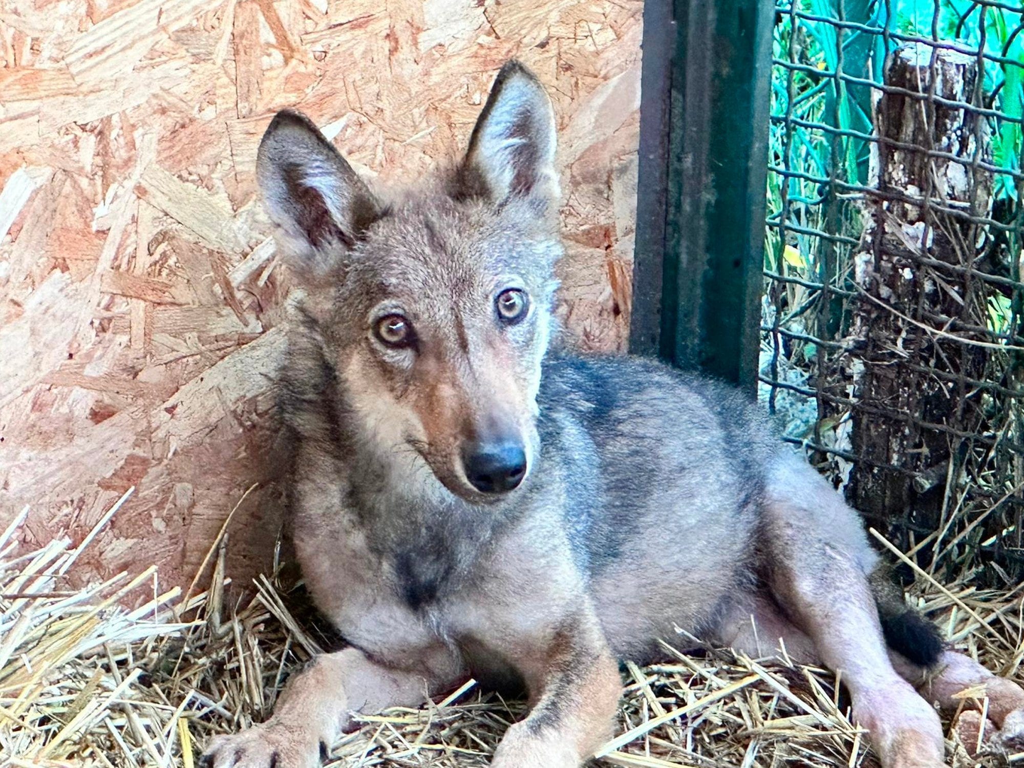 Cucciolo di lupo investito nel Parco Nazionale della Maiella