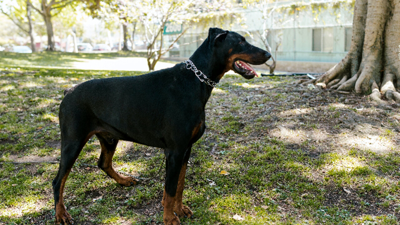 All about Doberman: personality and characteristics of the breed