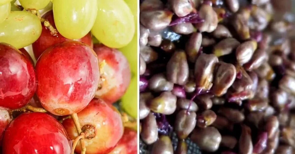 Do you buy seedless grapes?  Starting today, you won't do that anymore