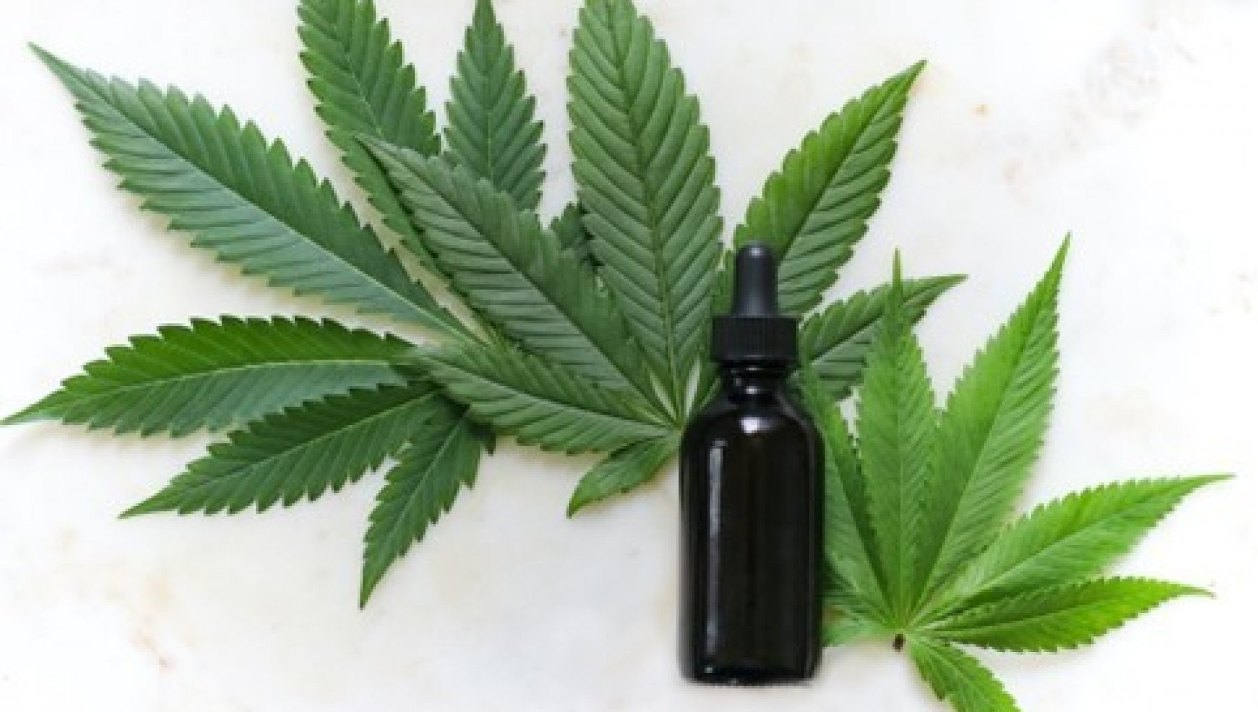 How to grow a cannabis plant