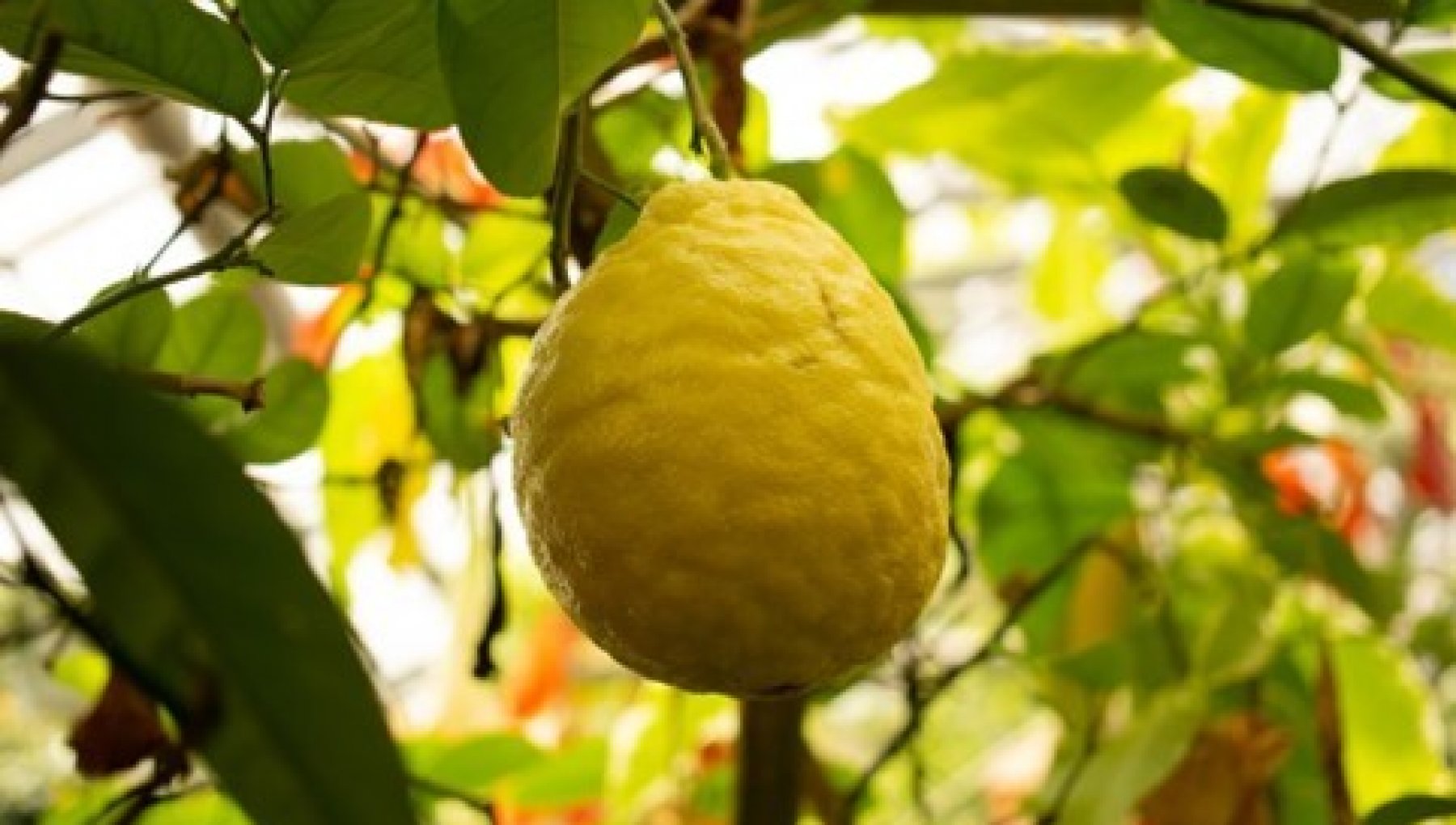 Lemon plant, beware of cold and parasites