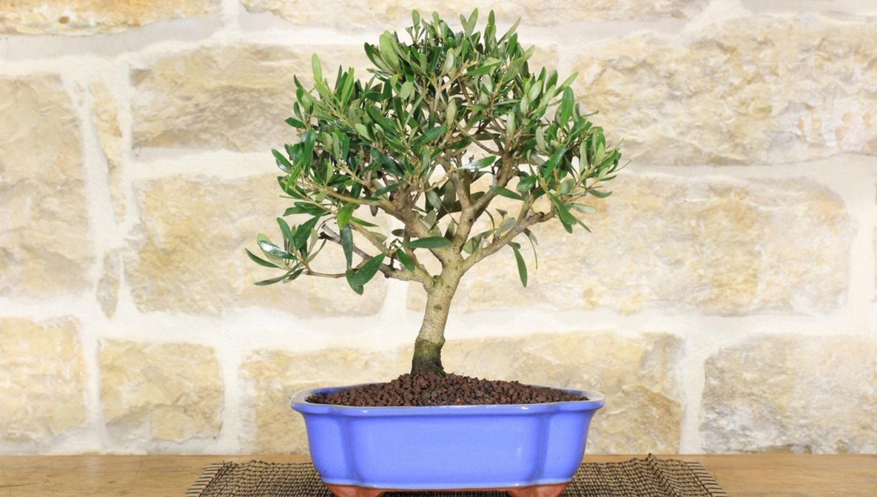 Olive bonsai: everything you need to know