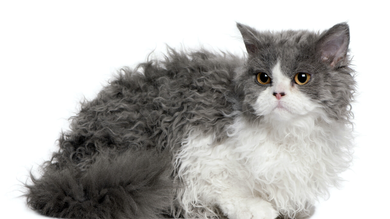 Selkirk Rex, an adorable and loving cat with a beautiful curly coat