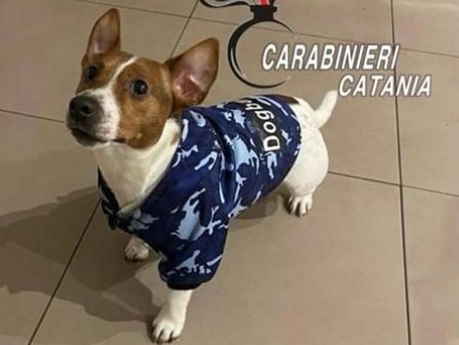 The dog risks choking on a cob, the Carabinieri rescue him
